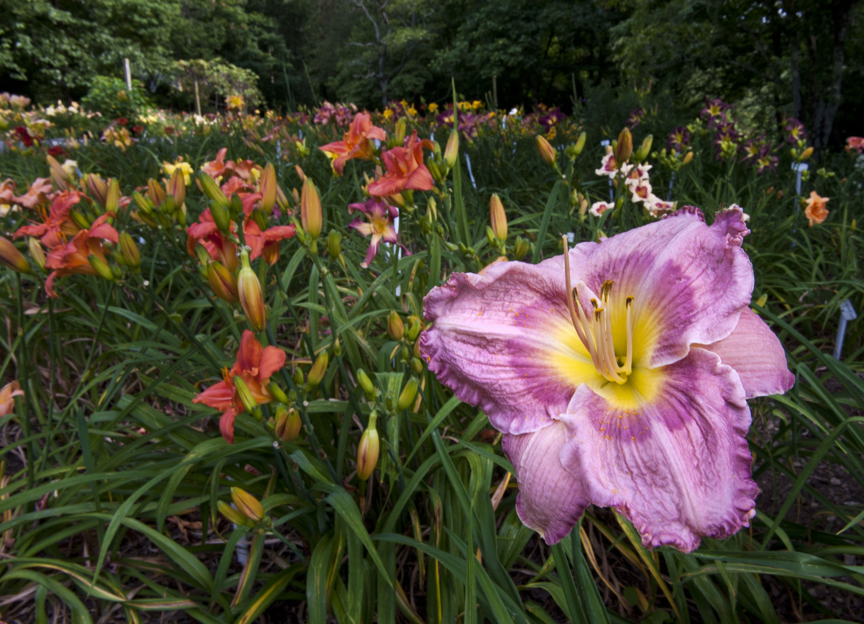 Davis Boxwood & Daylily Nursery